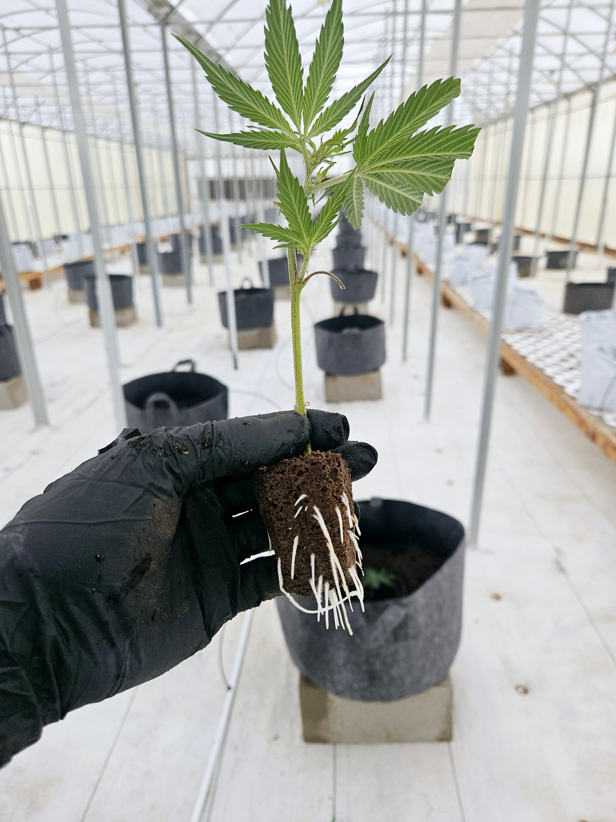 What Are Autoflower Seeds? Benefits & Growing Tips