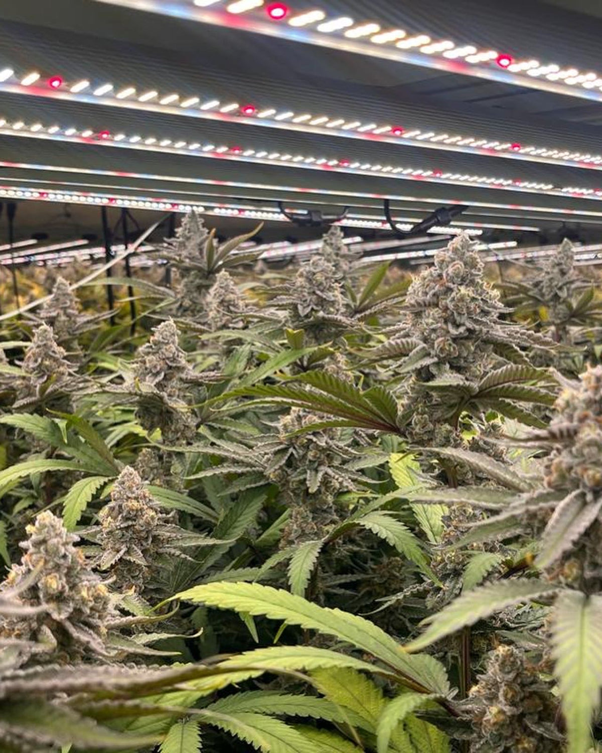 A Guide to Minor Cannabinoids
