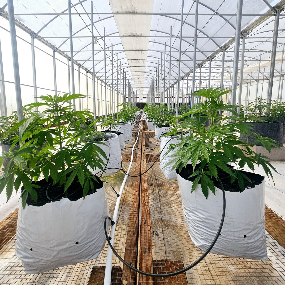 Autoflower Marijuana Seeds: The Complete Guide