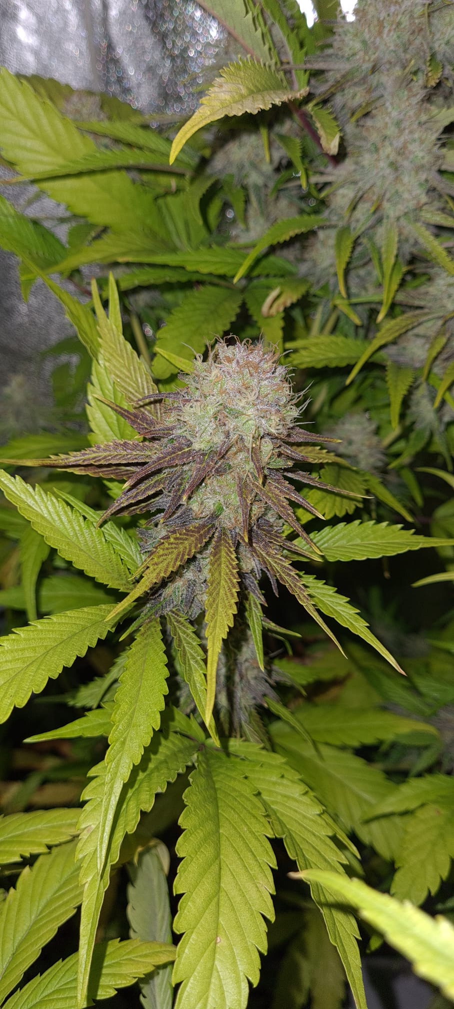 Benefits of CBDV and Other Minor Cannabinoids