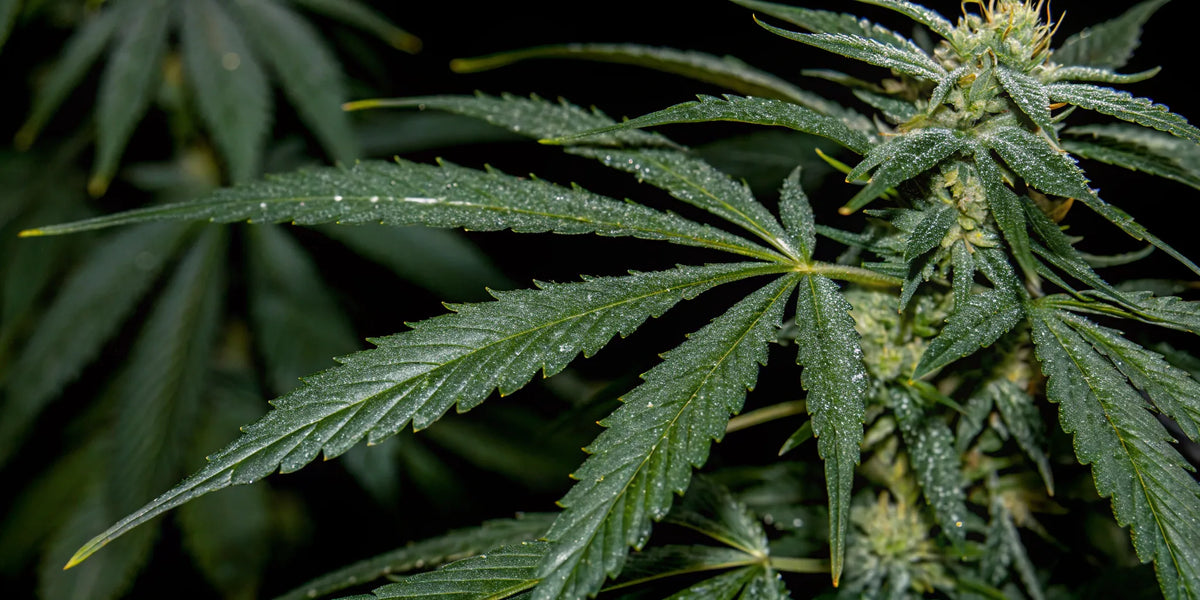 High-quality cannabis seeds from top breeders.