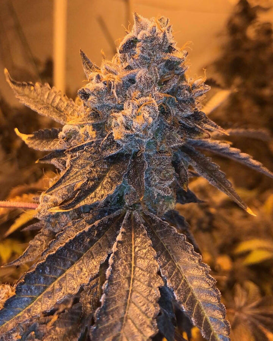 Blueberry Pancakes Feminized Cannabis Seeds
