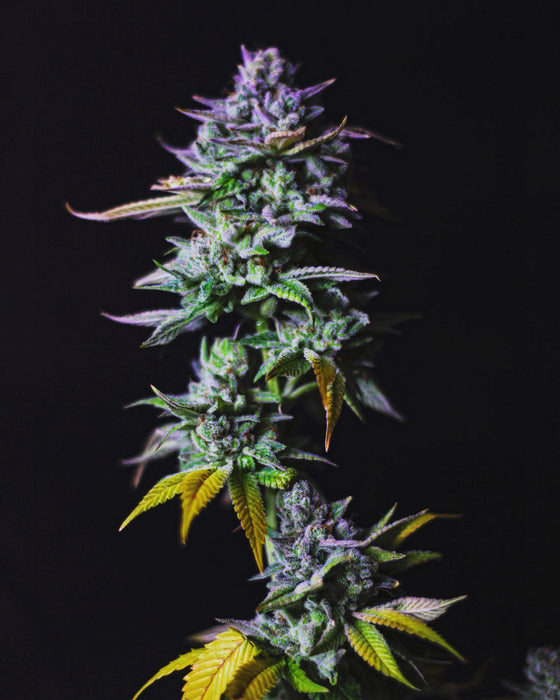 Hawaiian Stone Feminized Cannabis Seeds