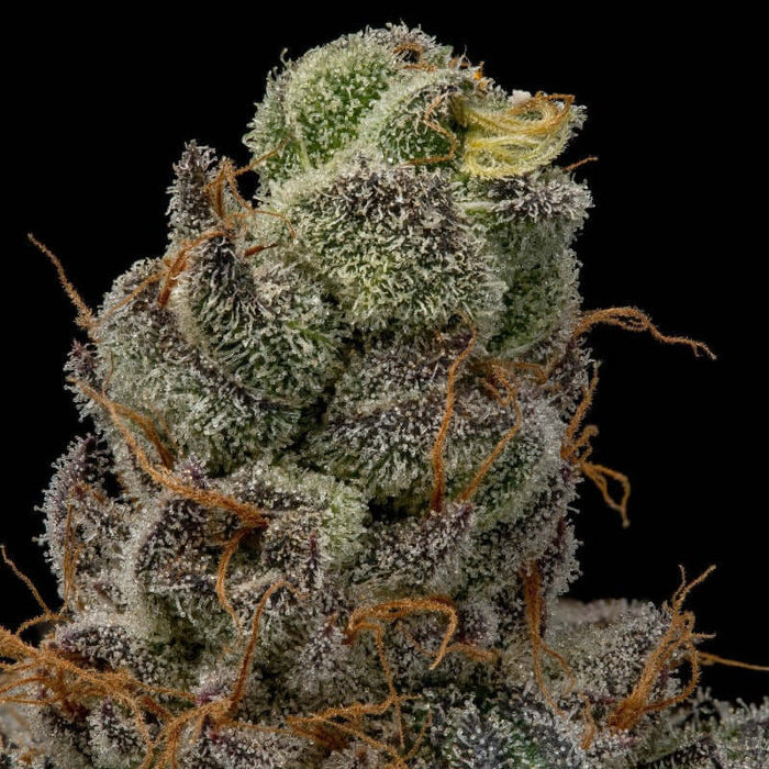 Acai Diesel Smokeable Flower Closeup