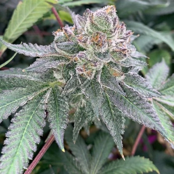 Diner Funk Feminized Cannabis Seeds