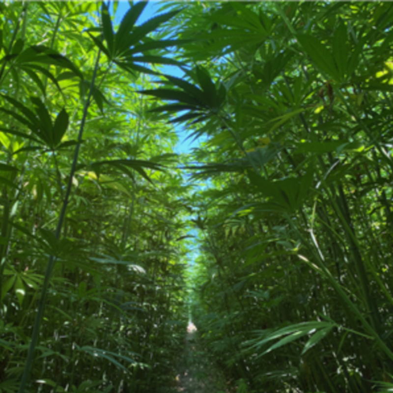 Industrial Hemp