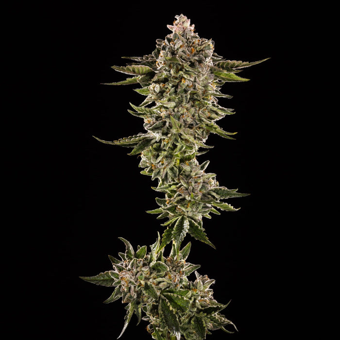 Honey Bird Weed Seeds
