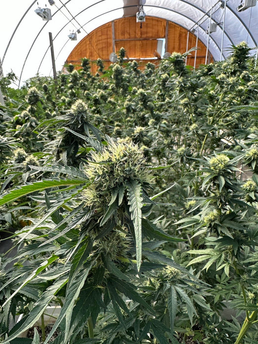 Sun Run Feminized Cannabis Seeds