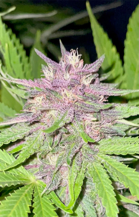 Ultra Sour Cannabis Seeds