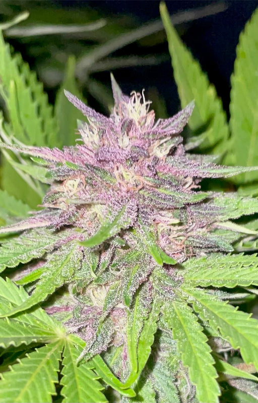 Ultra Sour Cannabis Seeds