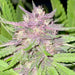 Ultra Sour Cannabis Seeds
