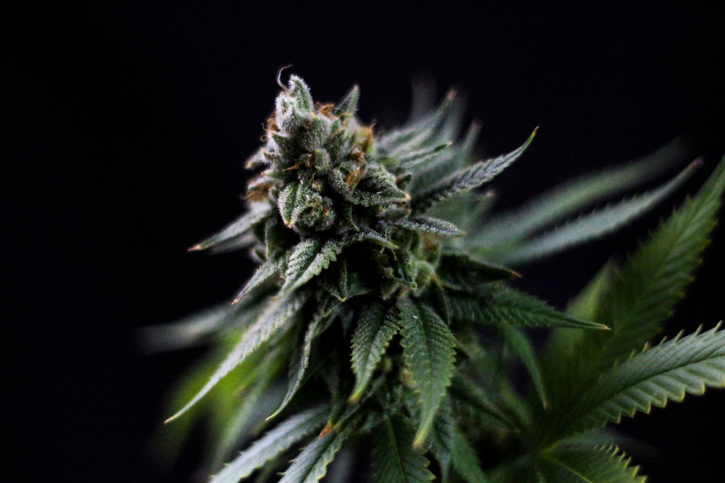 Donkey Kong Diesel Feminized Cannabis Seeds