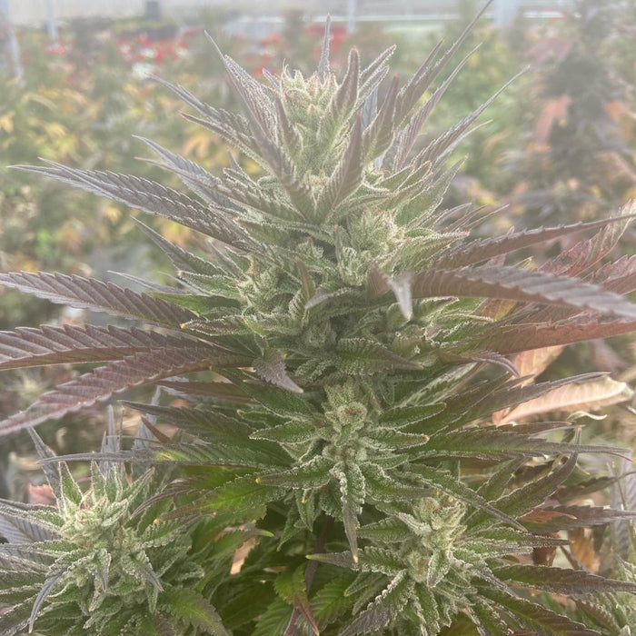 Jamaican Sun Gazer CBD Seeds