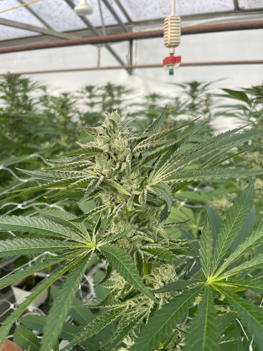 Pumpkin Spiced Lato Feminized Cannabis Seeds