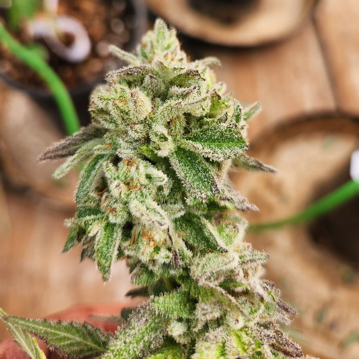 Two-Toned Sour Feminized Cannabis Seeds