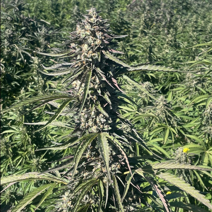 Pillsbury Droboy Weed Seeds