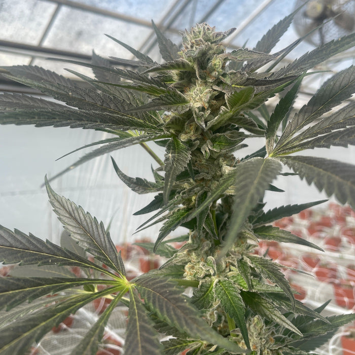 Queen Bee Feminized Cannabis Seeds