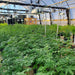 indoor cannabis grow room