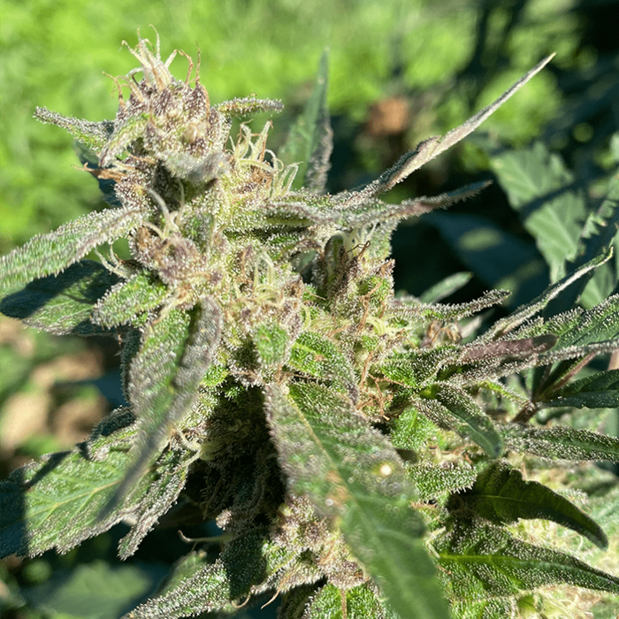 Rosemary Alchemy CBD Seeds
