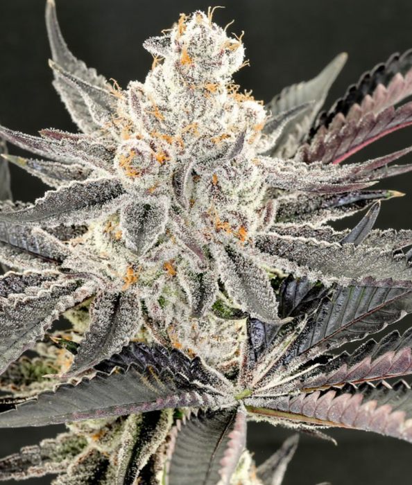 Sour Maui Feminized Cannabis Seeds
