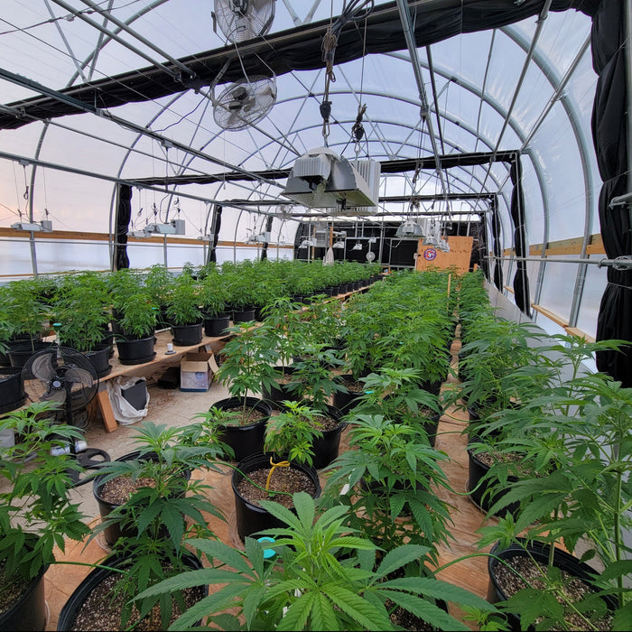Stone Cold Hemp Seeds