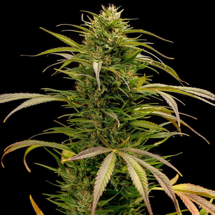 True Love CBD Seeds
