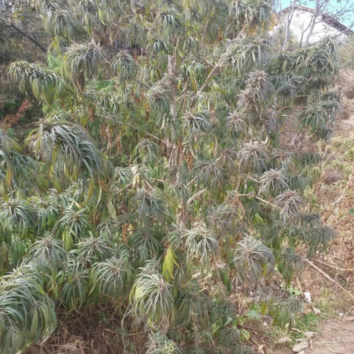 Yuma Hemp Seeds