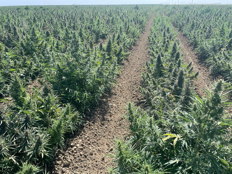 Auto Magik CBD Seeds