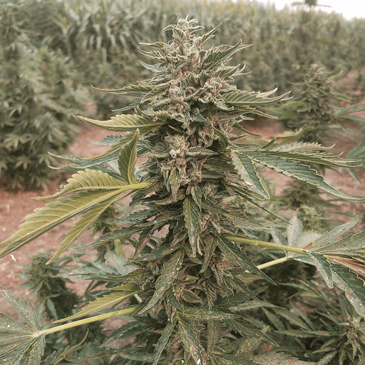 Close up image of Auto Bot plant.