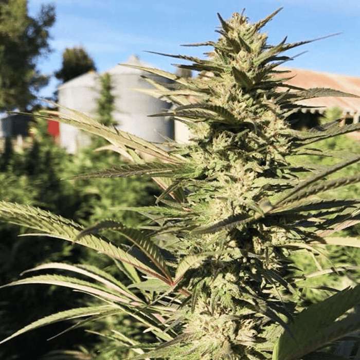 Close up image of Berry Meow mature hemp flower.