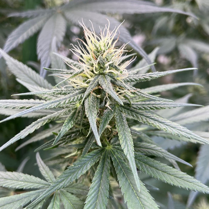 Arial shot of Bubble Berry feminized hemp flower.