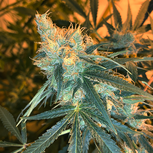 Close up image of CBGambit hemp flower plant. Cloudy trichomes are visible.