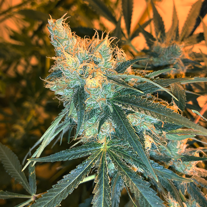 Close up image of CBGambit hemp flower plant. Cloudy trichomes are visible.
