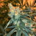 Close up image of CBGambit hemp flower plant. Cloudy trichomes are visible.