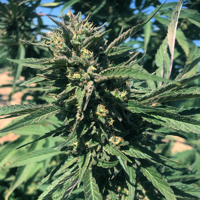 Image of Cherry Bomb flower hemp plant growing in sunny farm. 