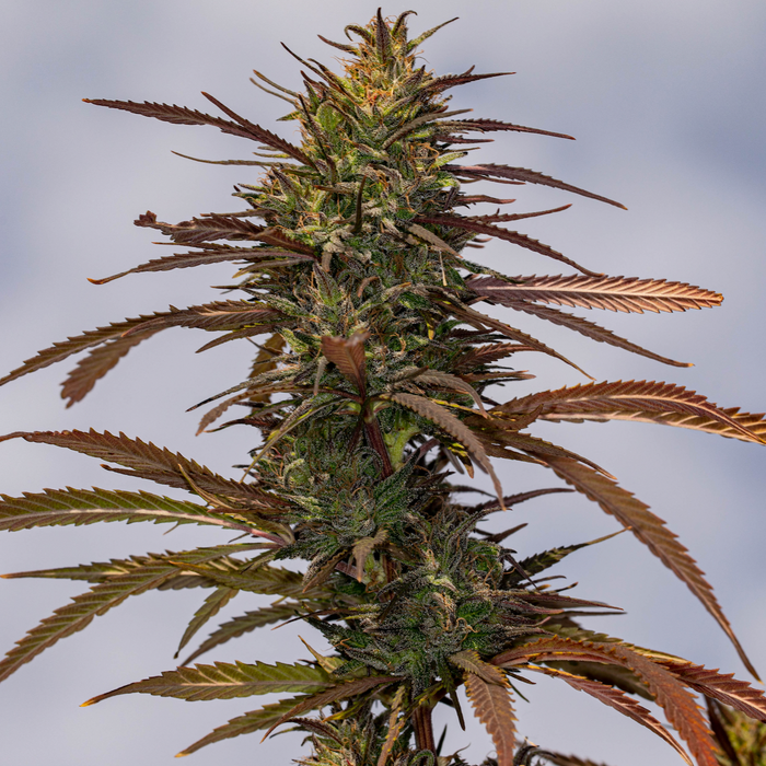 Maraschino Hemp Seeds