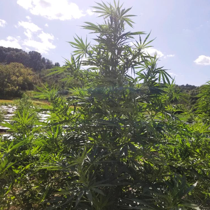 Super Gambit Hemp Seeds