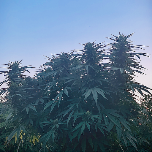 Super Wife mature hemp plant growing in field.