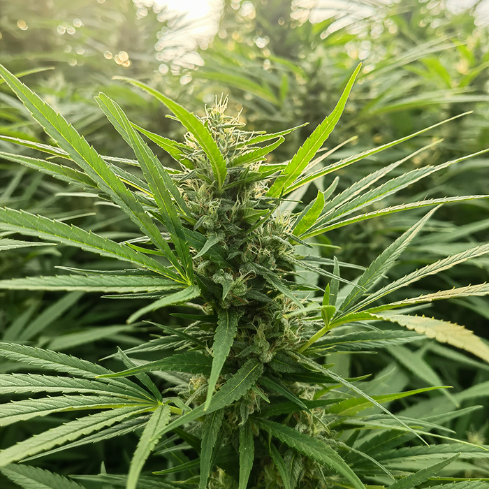 Super Freak Hemp Seeds