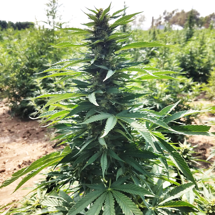 TCB S1 Hemp Seeds