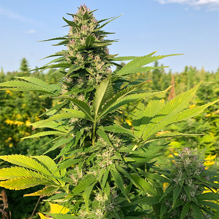 Ultra Woman Hemp Seeds