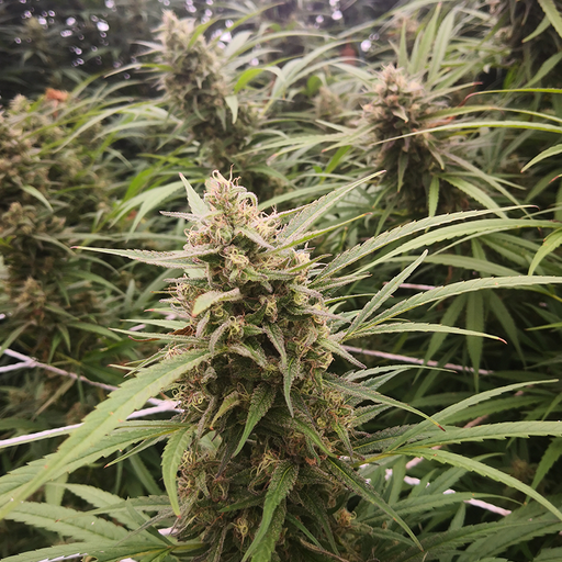 Mature Cherry Meow Feminized Hemp Plant in a field.