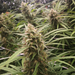 Mature Cherry Meow Feminized Hemp Plant in a field.